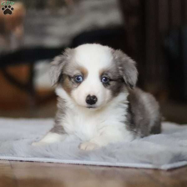 Dixie, Australian Shepherd Puppy